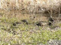 動画:カモの追いかけっこ?