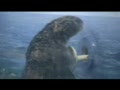 動画:ミールの遊び方