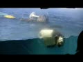 動画:ミールとルーチの競演