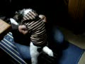 動画:お散歩、お散歩