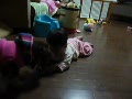 動画:20090330モモ7か月
