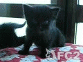 動画：アクビの仔猫・黒猫くん
