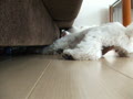 動画:たまごちゃん出てきて!