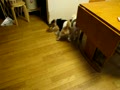 動画:もっと蹴って~