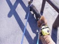 動画:ちりきらお散歩