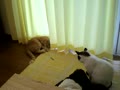 動画:気になる気になる。